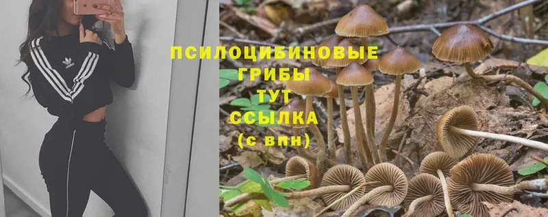 OMG онион  Кыштым  Псилоцибиновые грибы Magic Shrooms 